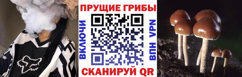 наркота  OMG маркетплейс  Псилоцибиновые грибы Magic Shrooms  Котовск 